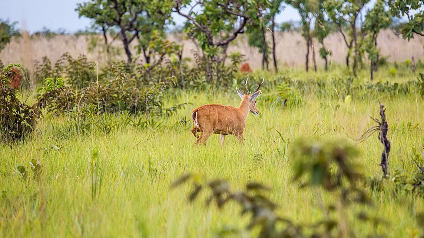 O Parque Nacional das Emas protege paisagens de Cerrado e se distribui por mais de um município.